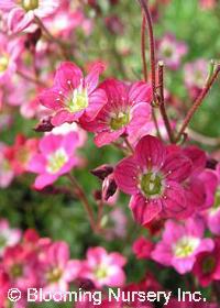 Saxifraga x arendsii Touran Deep Red' (Rockred)